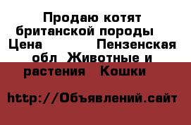 Продаю котят британской породы  › Цена ­ 2 000 - Пензенская обл. Животные и растения » Кошки   